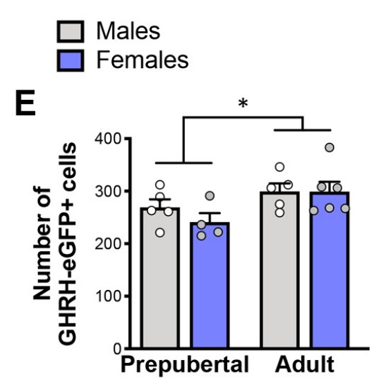 Quantification of number of ARH GHRH-eGFP.jpg